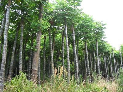 3米截杆栾树基地-3米切杆栾树
