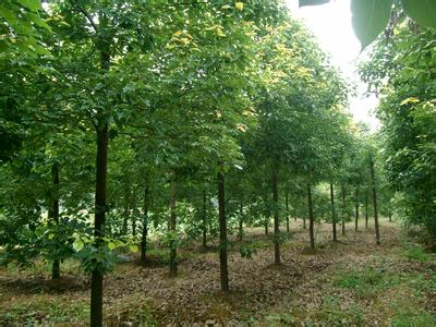 16公分移栽香樟树-移栽香樟价格