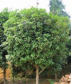 18公分直径桂花树 桂花树价格