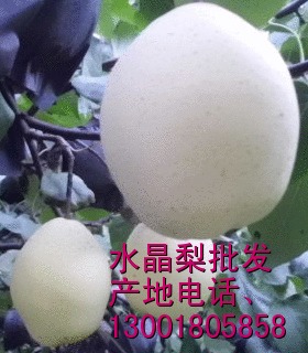 河北水晶梨56型个头大，颜色白