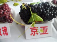 出售吉林沙果树苗，内蒙123果树苗，黑龙江龙丰果树苗