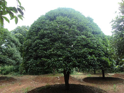 25公分精品桂花树 造型桂花树